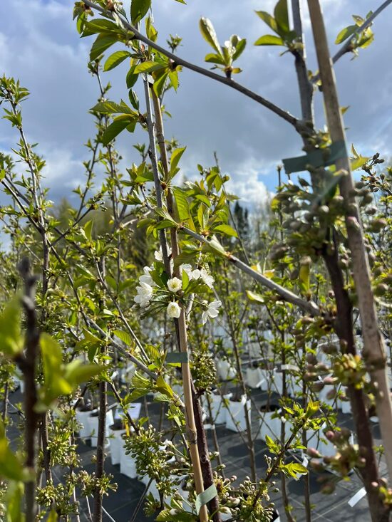 Vaismedžiai/vaiskrūmiai