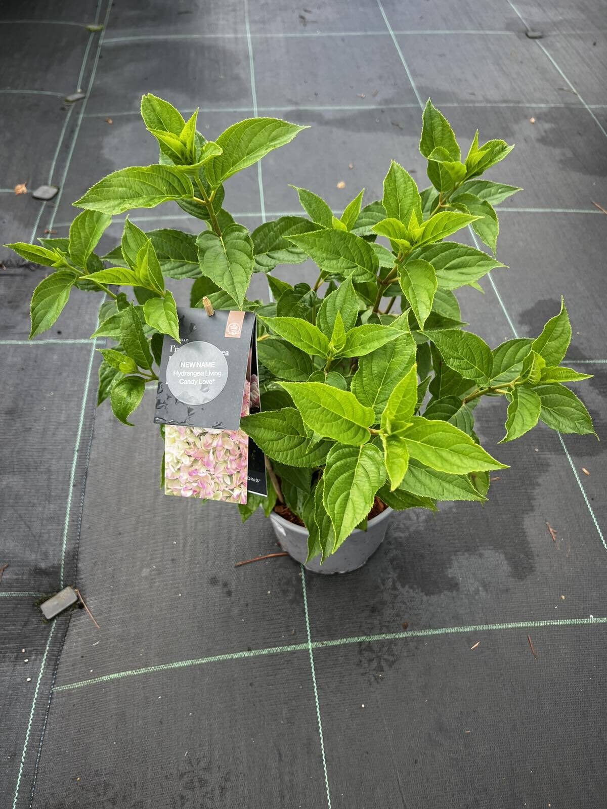 HORTENZIJA LIVING CANDY LOVE C3 |VILKIJOS MEDELYNAS, HORTENZIJOS