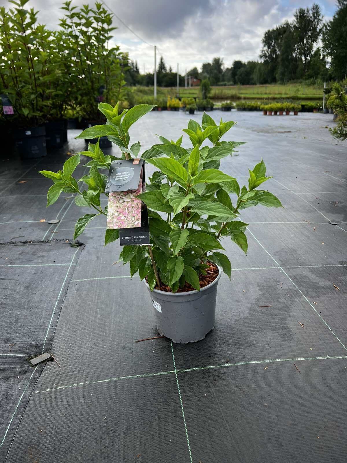 HORTENZIJA LIVING CANDY LOVE C3 |VILKIJOS MEDELYNAS, HORTENZIJOS