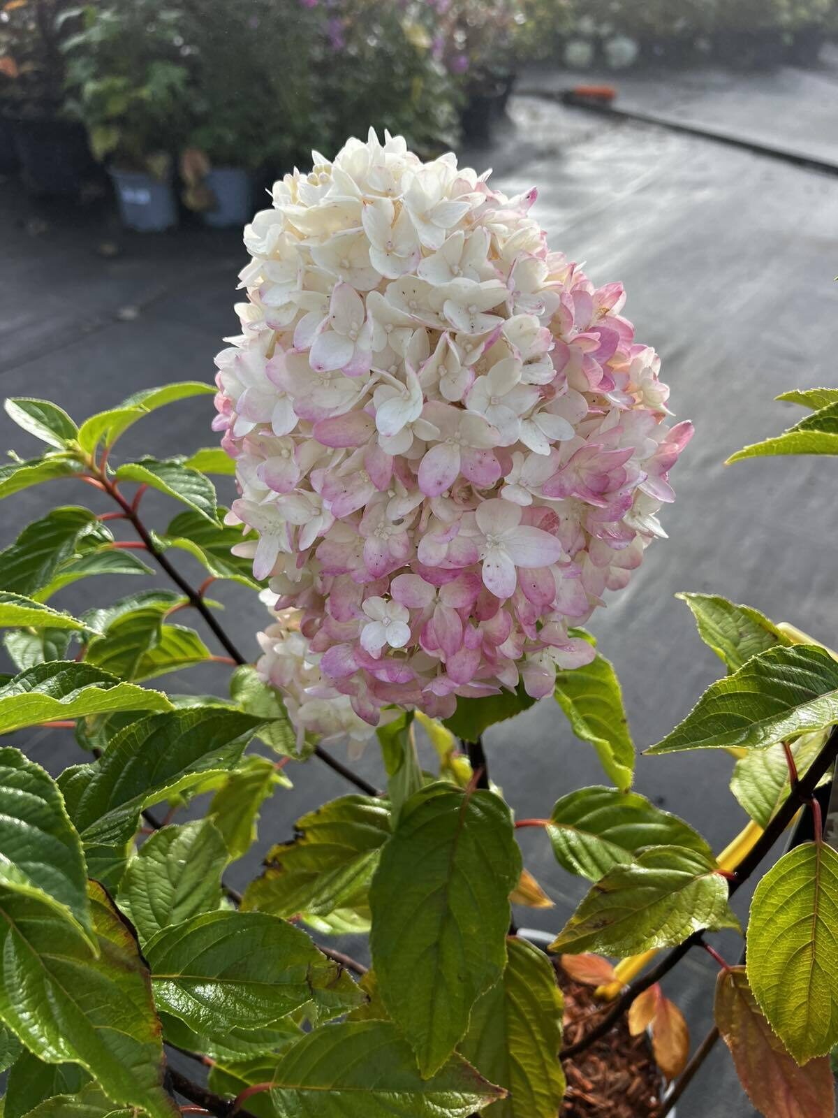 花團31 HORTENZIJA LIVING CANDY LOVE C3 |VILKIJOS MEDELYNAS, HORTENZIJOS