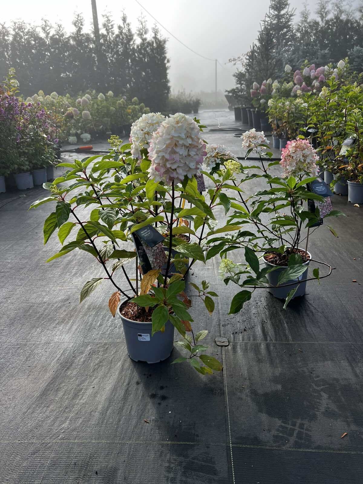 HORTENZIJA LIVING CANDY LOVE C3 |VILKIJOS MEDELYNAS, HORTENZIJOS