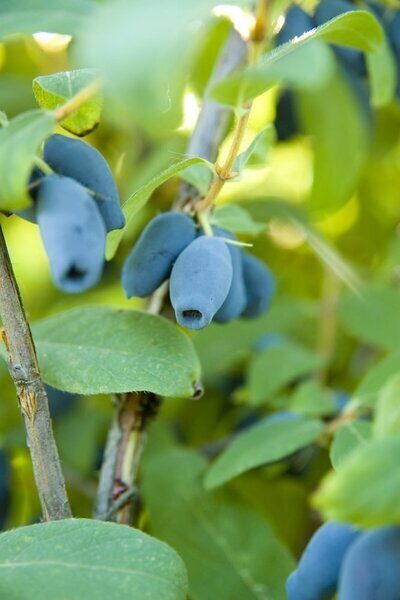 KAMČIATKINIS SAUSMEDIS 'SINOGLASKA' c5