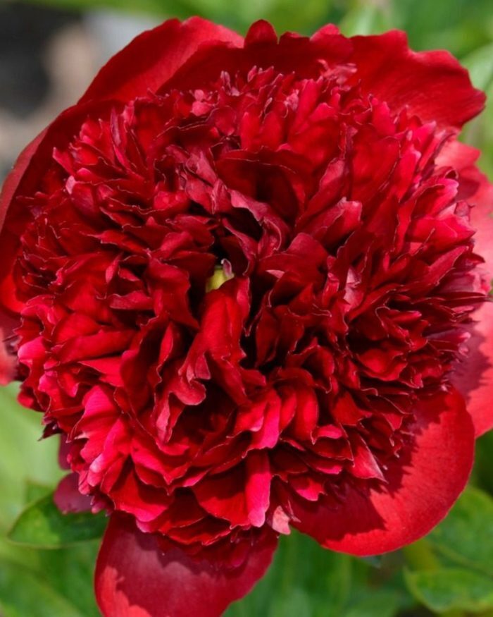 BIJŪNAS 'RED GRACE'