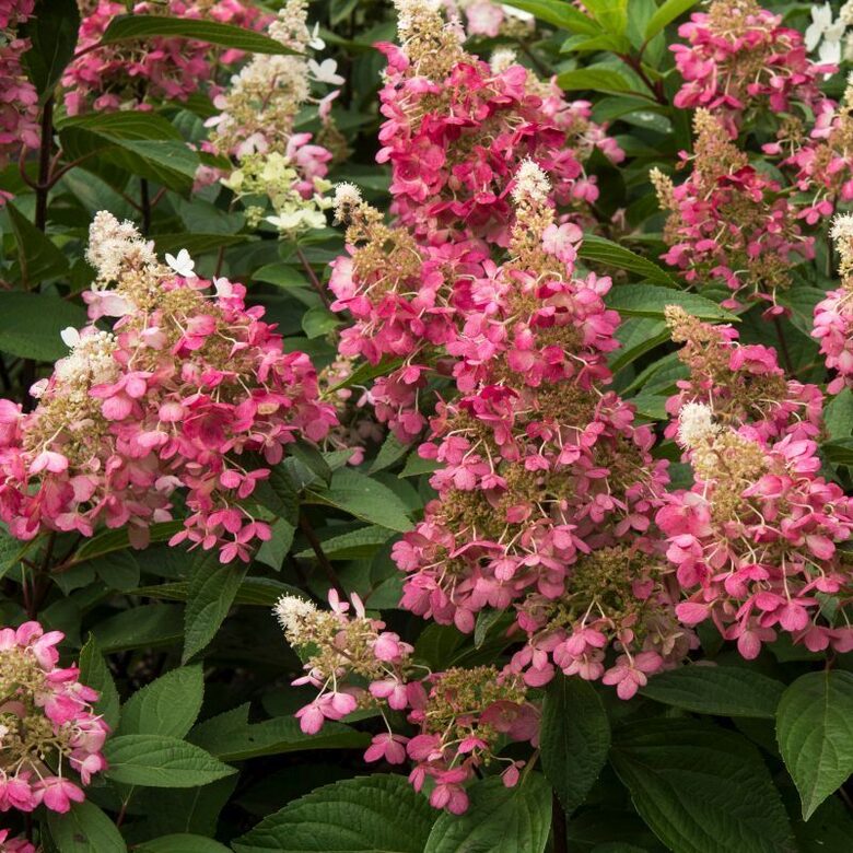 HORTENZIJA ŠLUOTELINĖ 'CANDLELIGHT' PBR C10