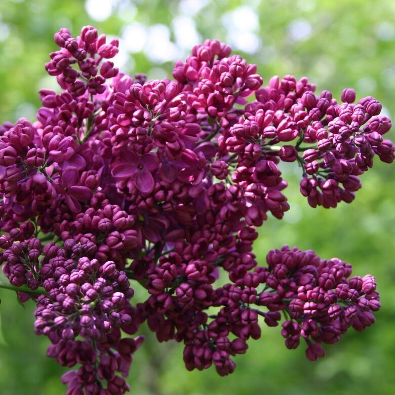 Alyva paprastoji 'ZNAMYA LENINA'