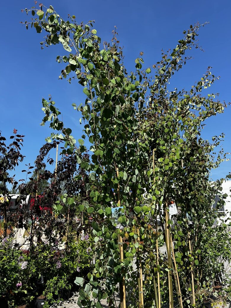 PUOŠMEDIS JAPONINIS C16