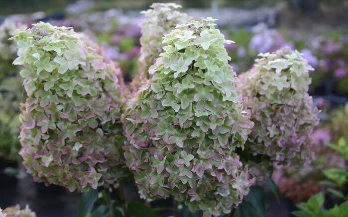  HORTENZIJA ŠLUOTELINE METALLICA ‘Renmeta’ C5