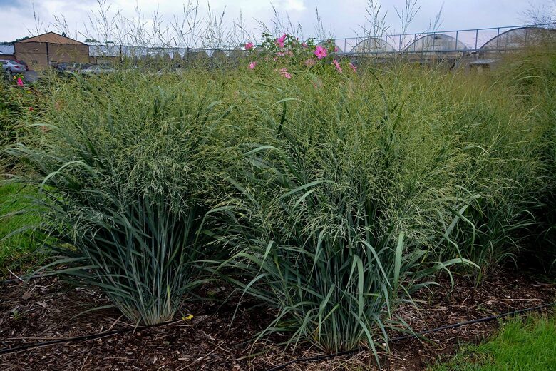 Rykštėtoji sora ‘Blue Fountain’ C3