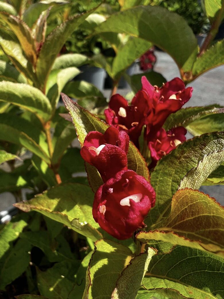 VEIGELĖ 'CHERRY LOVE' C3