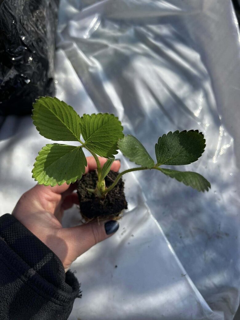 Braškių daigai ‘’MAGNUM’ ankstyva