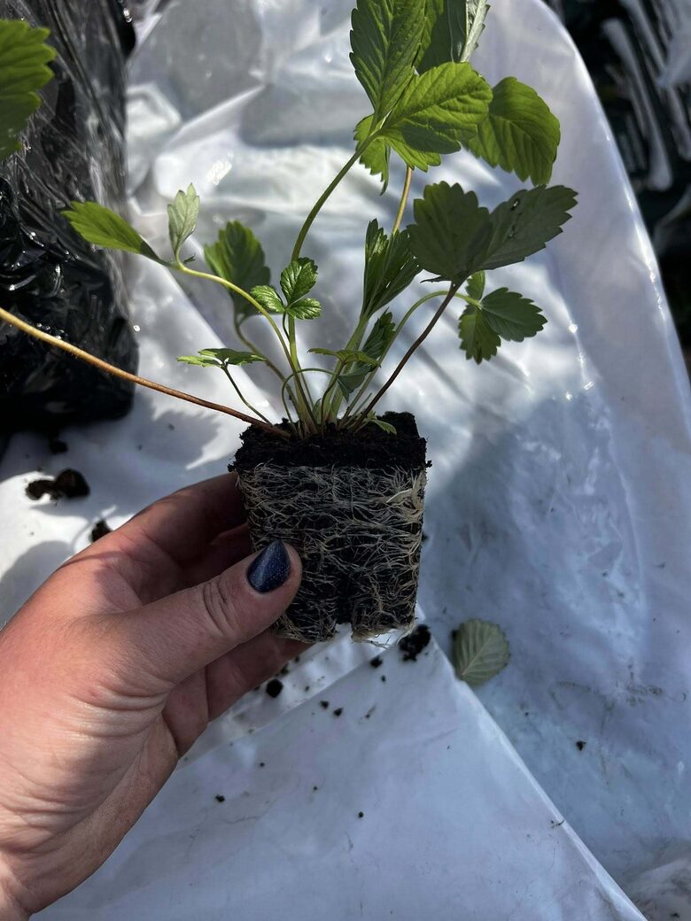 REMONTANTINĖ (BEŪSĖ) ŽEMUOGĖ ‘REGINA’