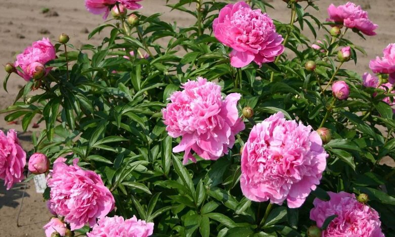 BIJŪNAS 'DR.ALEXANDER FLEMING'