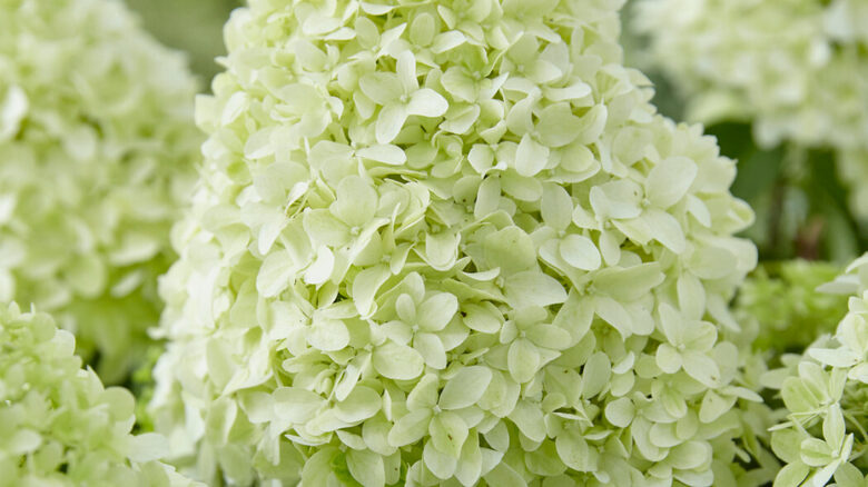 HORTENZIJA LITTLE SPOOKY 'GRHP08' PBR C5