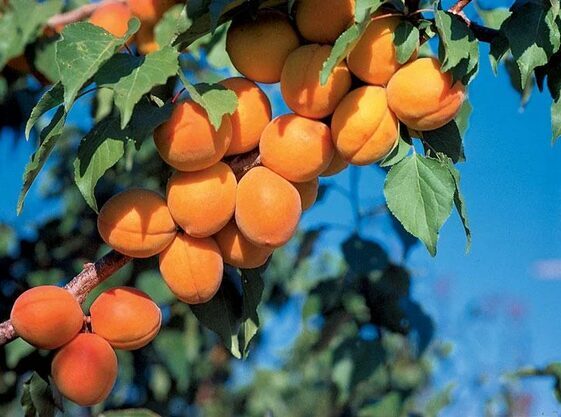 Abrikosas ‘Harcot’ dalinai savidulkis, vazone