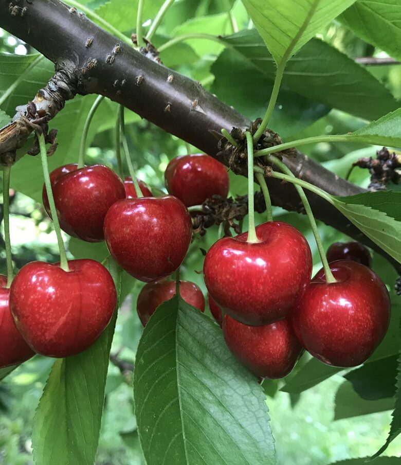 Trešnė ''Canada giant'' vazone