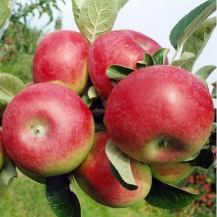 Obelis ‘Delikates’ (vazone)