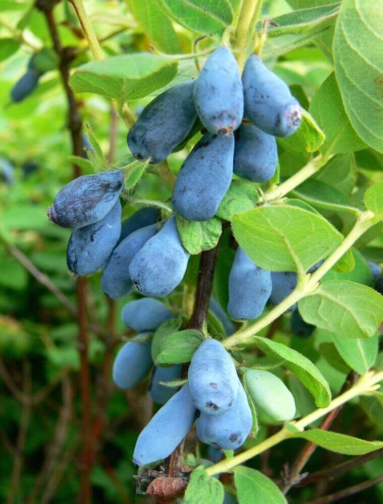 KAMČIATKINIS SAUSMEDIS 'DUET' c5