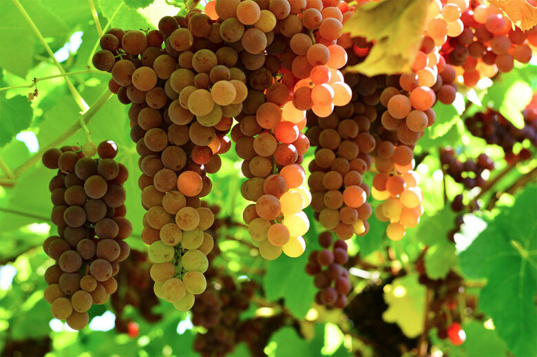 VYNUOGĖ 'EINSET SEEDLES' C2