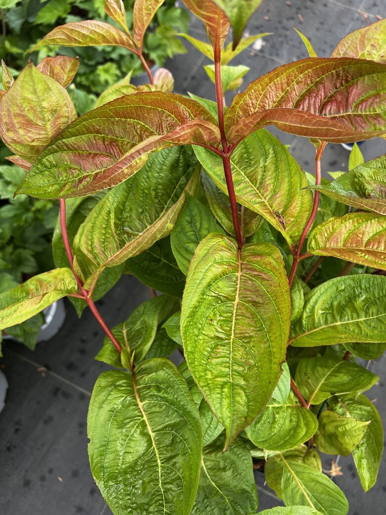 VEIGELĖ ‘LIME MONSTER’ BRS1