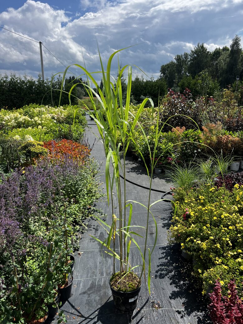 MISKANTAS 'GIGANTEUS' DRAMBLIAŽOLĖ