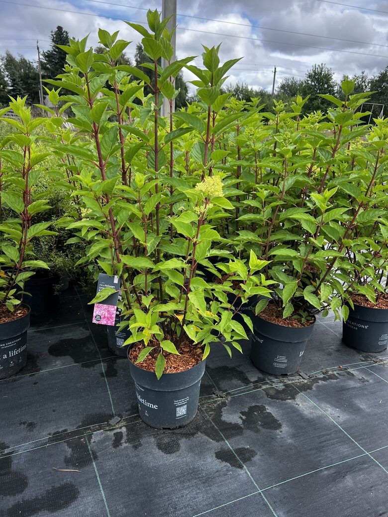 HORTENZIJA PINK & ROSE C10