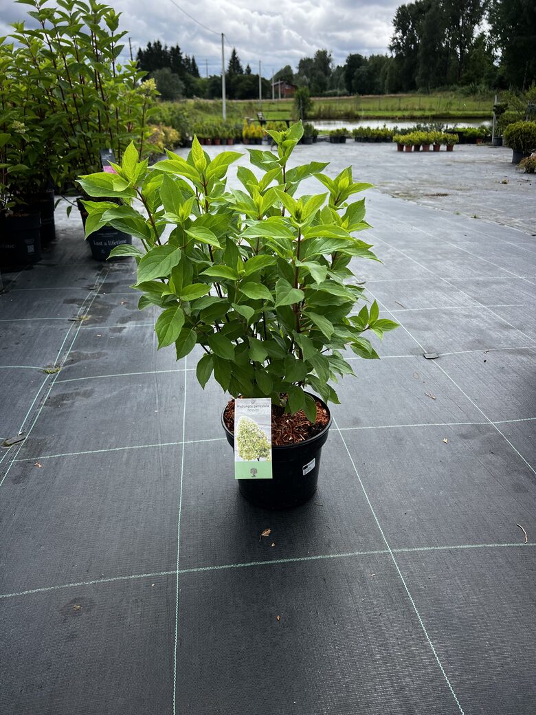 HORTENZIJA HERCULES C5