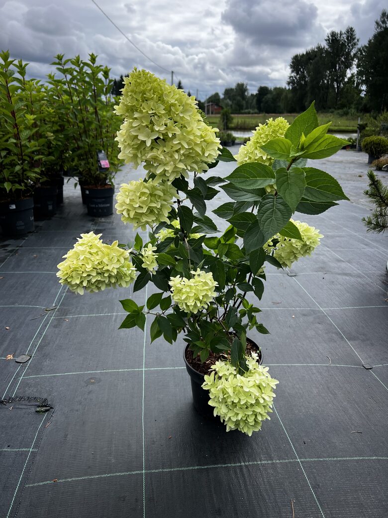 HORTENZIJA SKYFALL C5