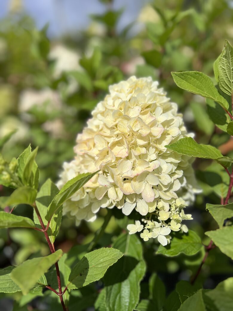 HORTENZIJA MOJITO C5