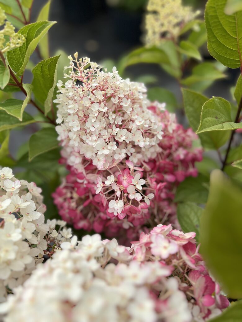HORTENZIJA ŠLUOTELINĖ 'LIVING RED VELVET®' C10