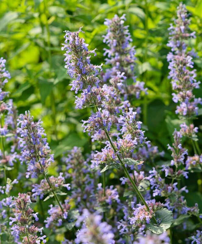 KATŽOLĖ DIDŽIAŽIEDĖ 'BRAMDEAN'  C2 