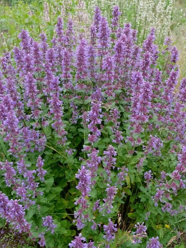 KATŽOLĖ 'BLUE DANUBE'