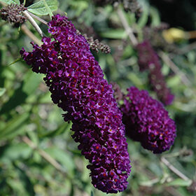 Budlėja ‘Nanho Purple’ C2. 25 -30 cm 