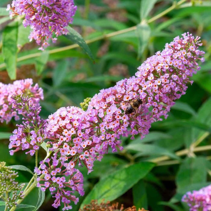 Budlėja ‘Pink Delight’ C2. 25-30 cm. 