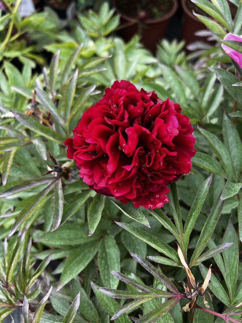 BIJŪNAS 'RED MAGIC'