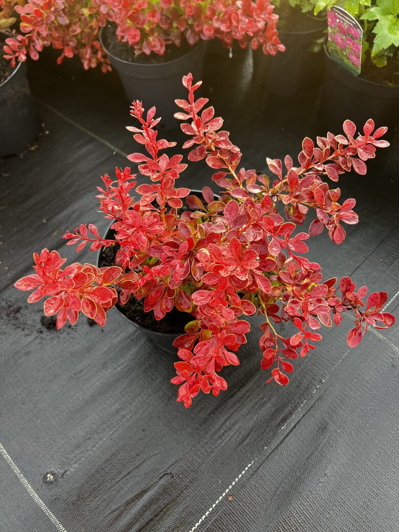 Raugerškis ‘Coral’ C2 