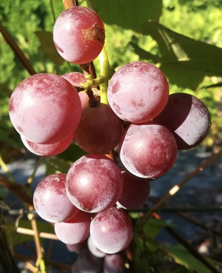 VYNUOGĖ 'ISABELLA' C2