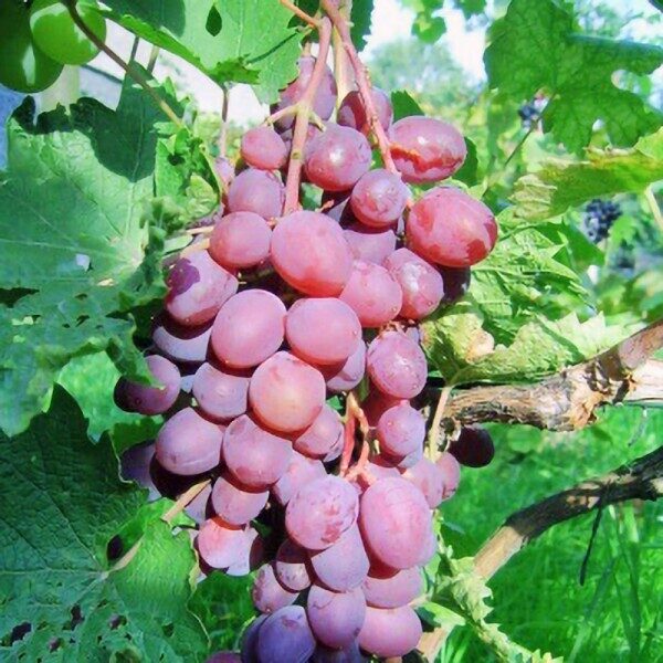 VYNUOGĖ 'VIKTORIJA - 5'