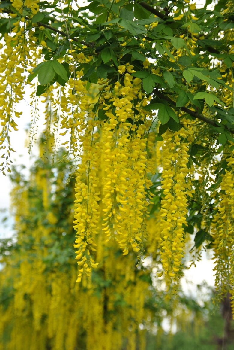 Pupmedis vatererio 'VOSSII'