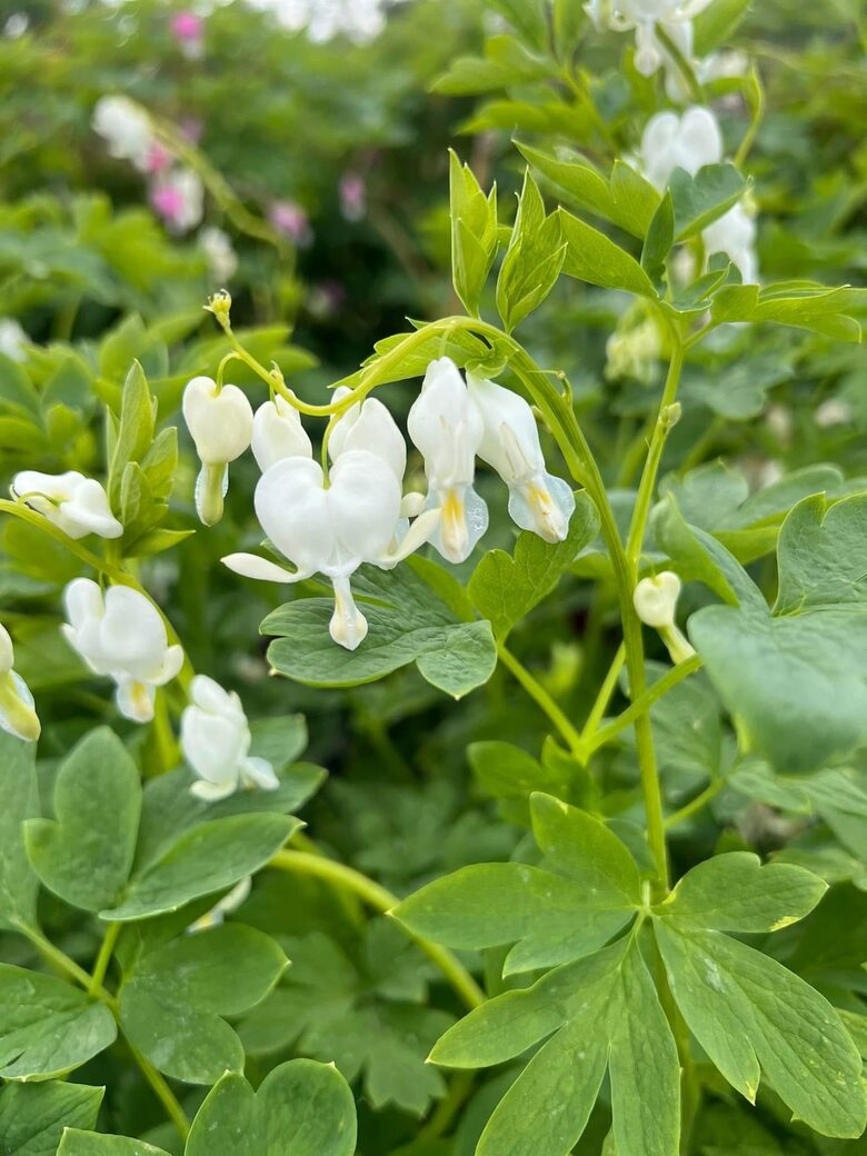 Auskarėliai ‘Alba’