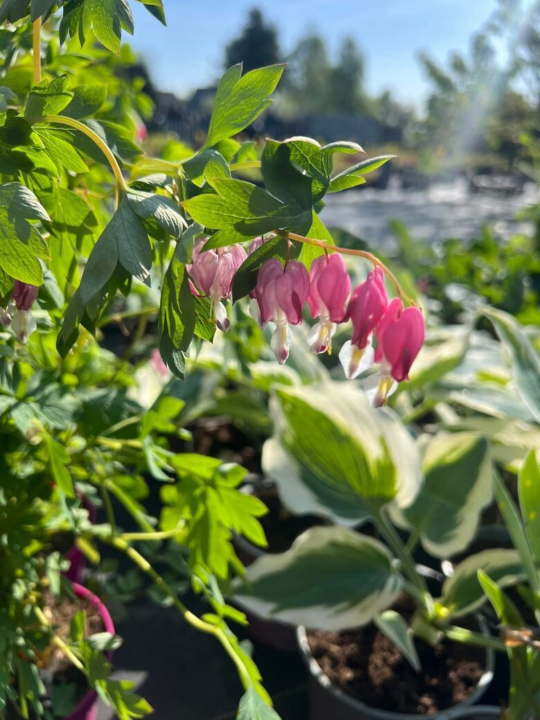 Auskareliai ‘Rose’