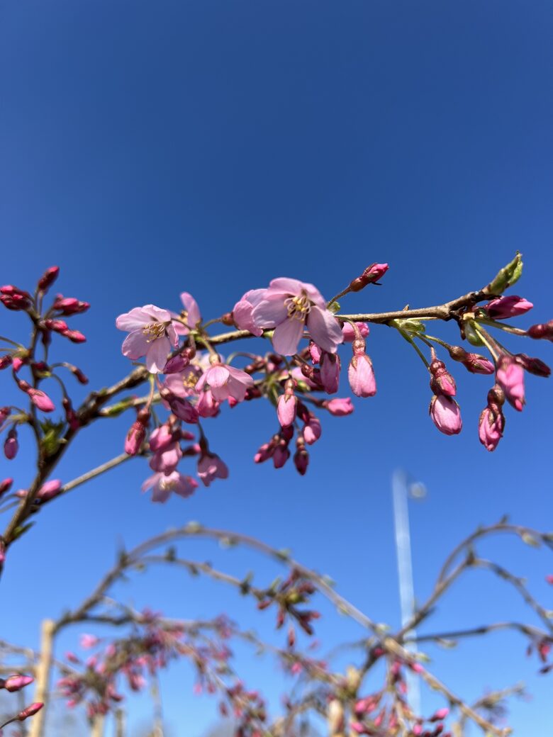 Vyšnia pavasarinė  'Pendula Rubra'