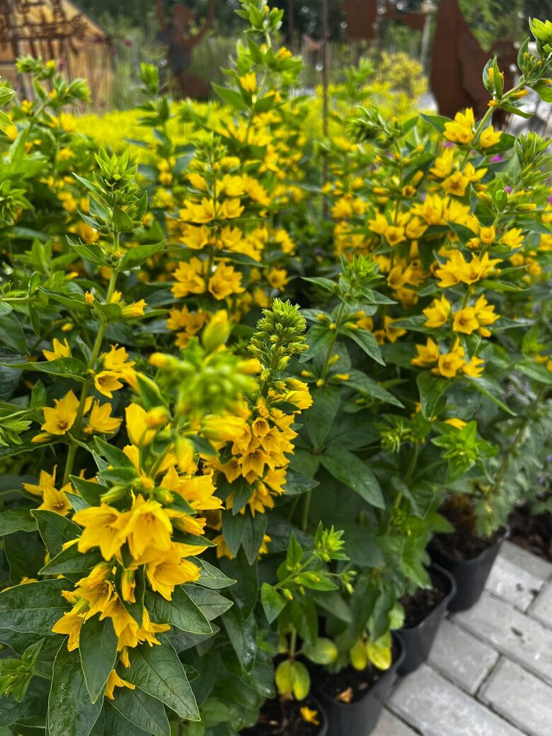 Šilingė taškuotoji ‘Hometown Hero’ 