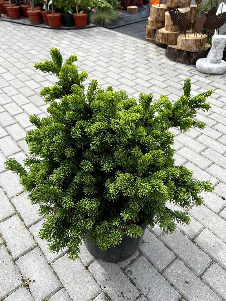 Eglė ‘LUCKY STRIKE’