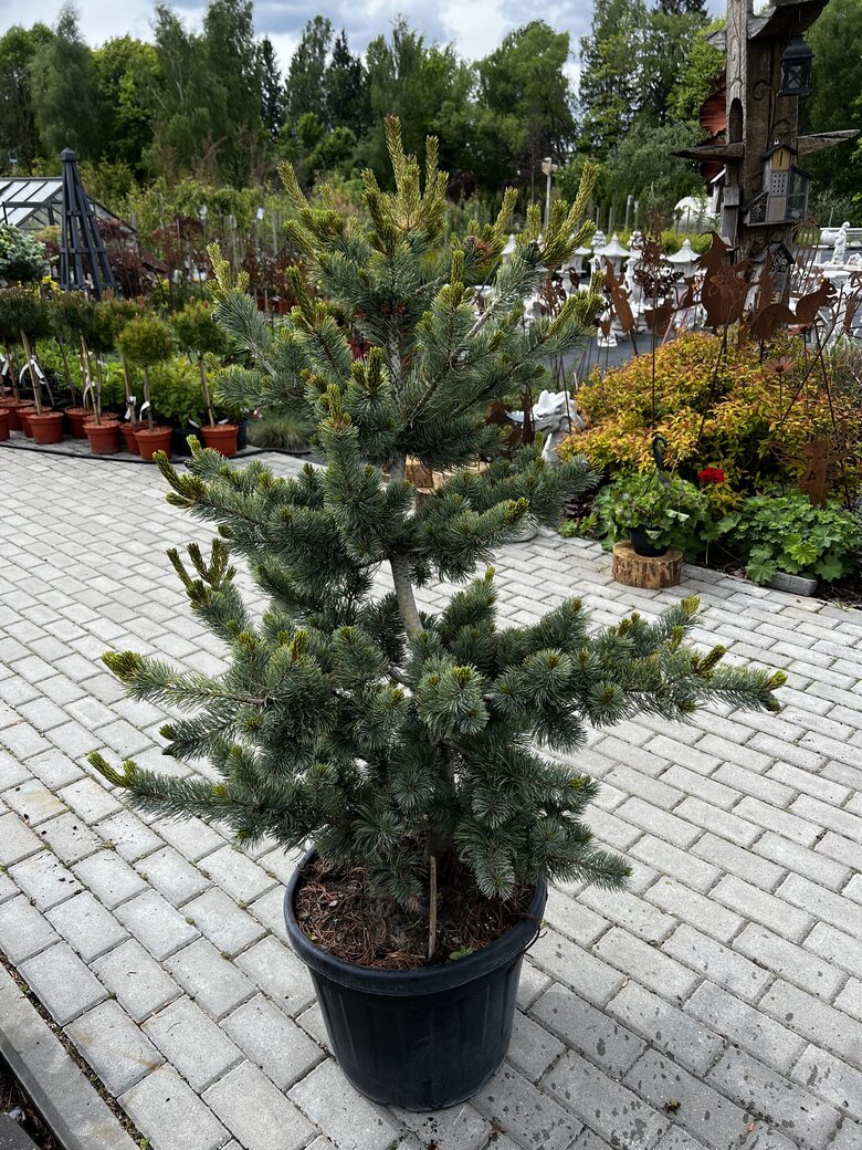 Pušis smulkiažiedė 'NEGISHI'