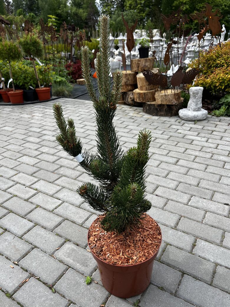 Juodoji pušis ‘OREGON GREEN’