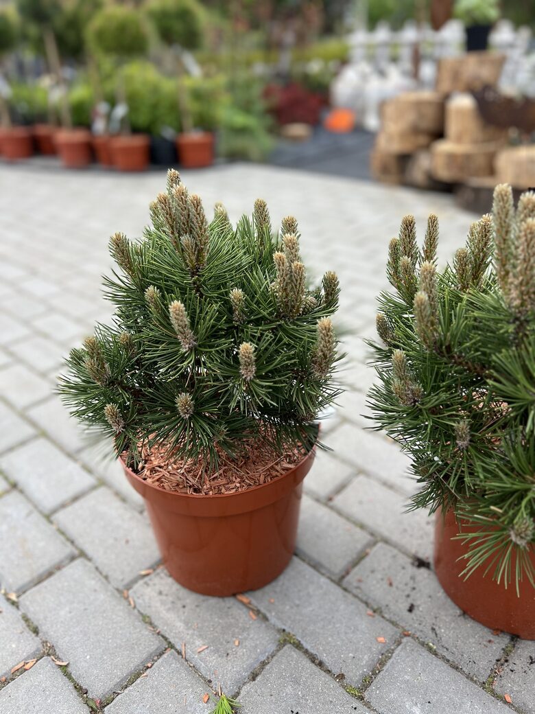 Juodoji pušis ‘NANA’