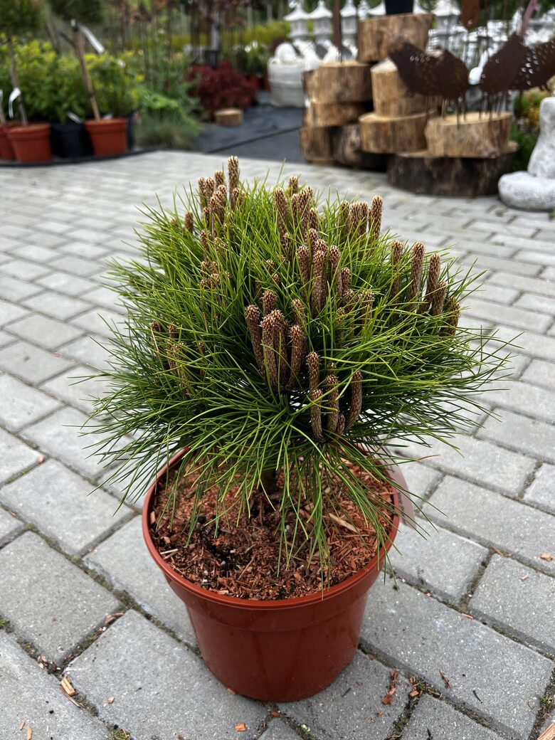 Pušis juodoji ‘MARIE BREGEON’