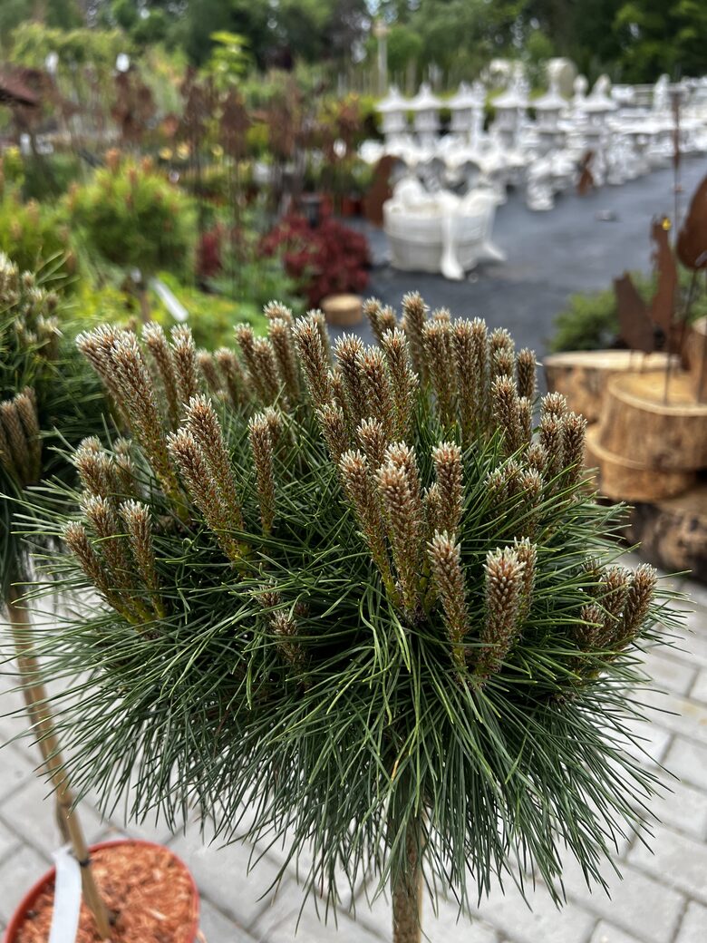 Juodoji pušis ‘ARIGATO’