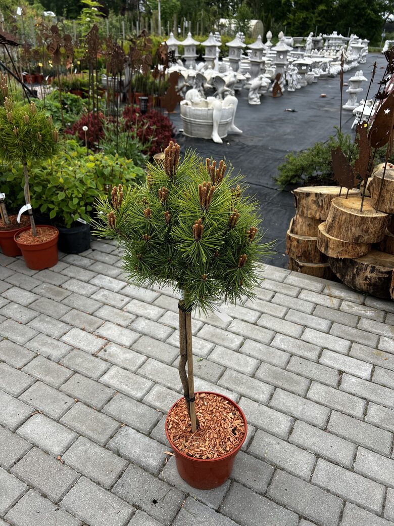 Pušis gausiažiedė ‘KIM’