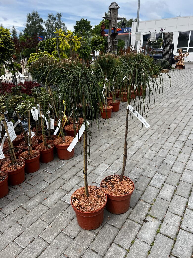 Tuja didžioji ‘WHIPCORD’